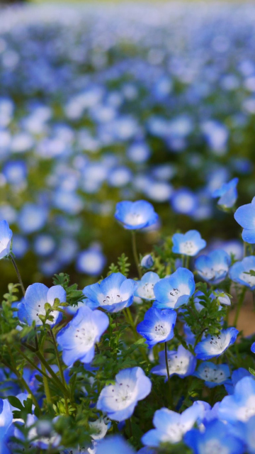 Das Field Of Blue Flowers Wallpaper 360x640