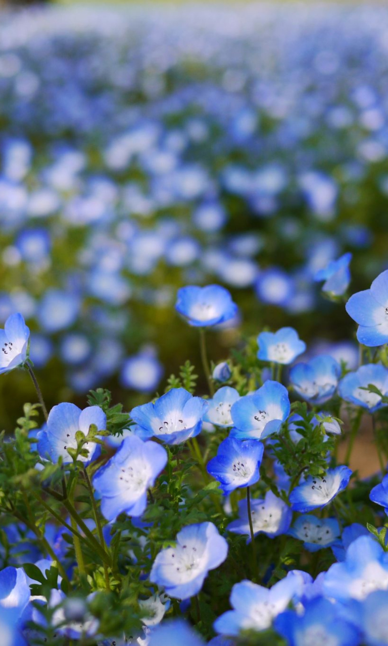 Das Field Of Blue Flowers Wallpaper 768x1280