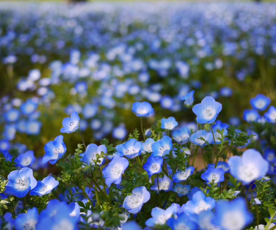Das Field Of Blue Flowers Wallpaper 960x800