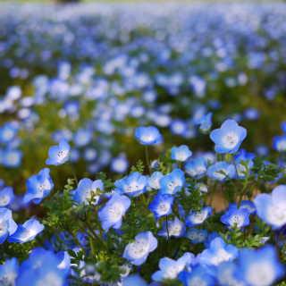 Field Of Blue Flowers papel de parede para celular para 128x128