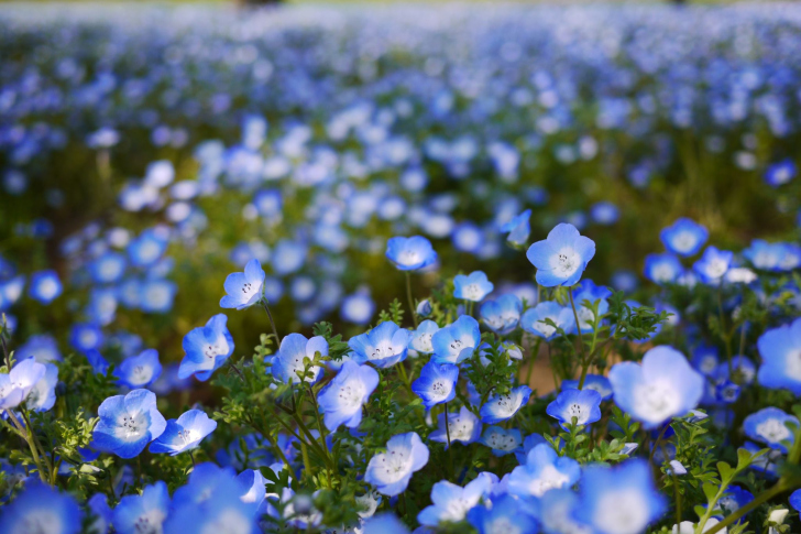 Screenshot №1 pro téma Field Of Blue Flowers