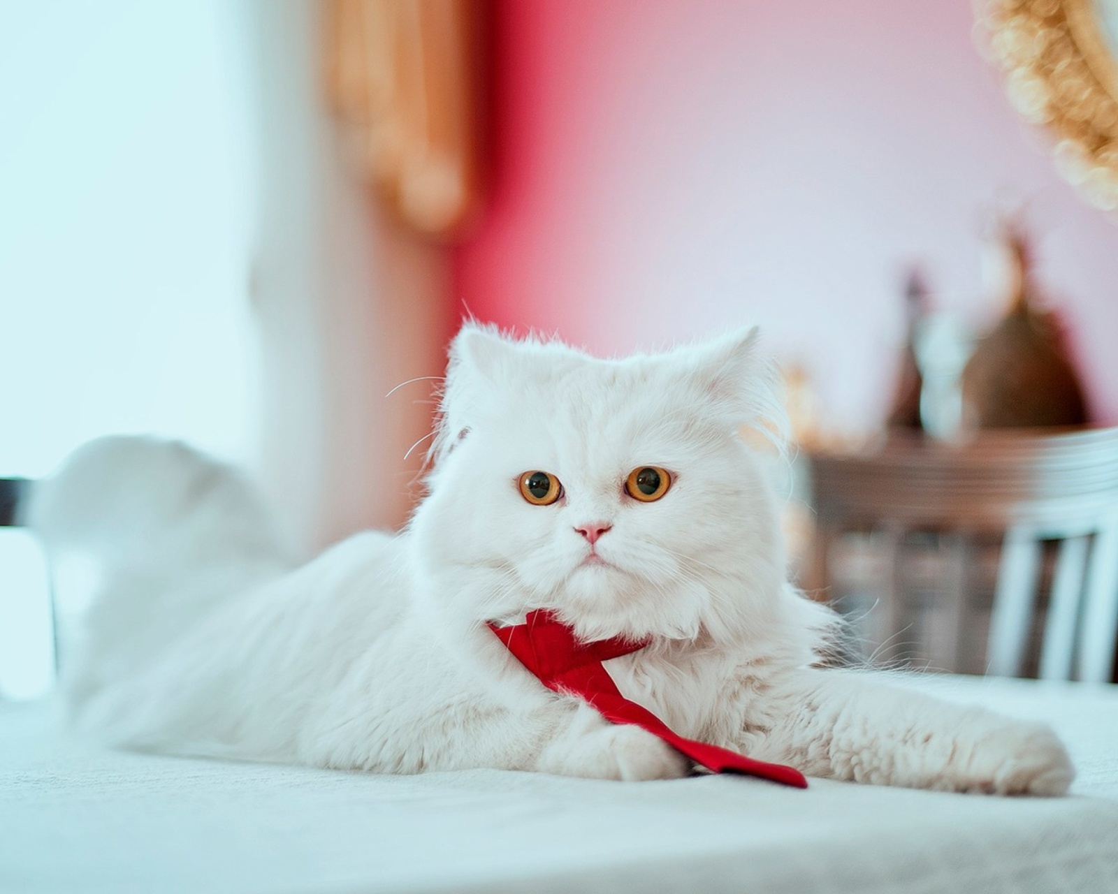 Обои Persian White Cat 1600x1280