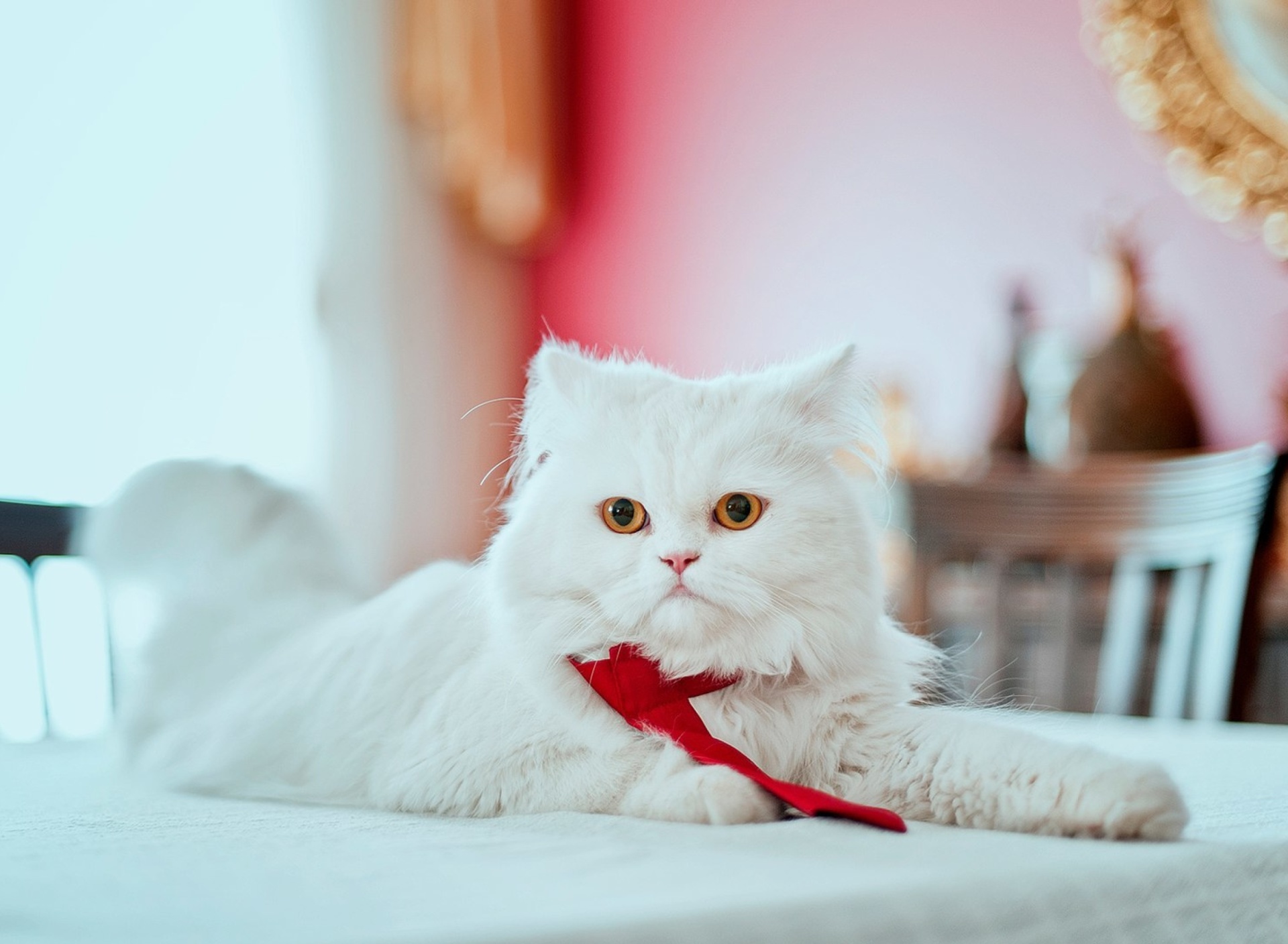 Fondo de pantalla Persian White Cat 1920x1408