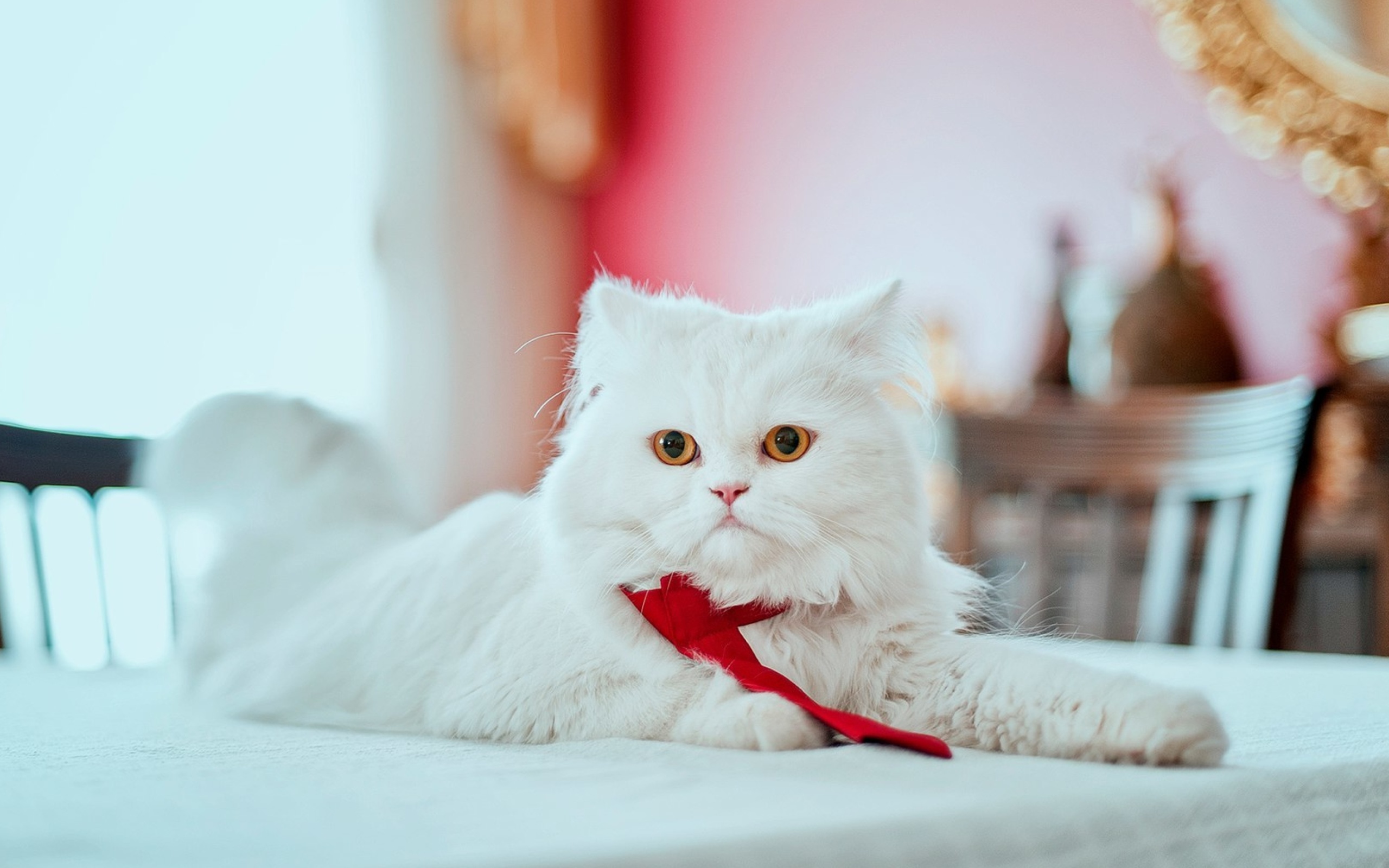 Обои Persian White Cat 2560x1600