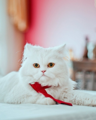 Persian White Cat sfondi gratuiti per Nokia C-5 5MP