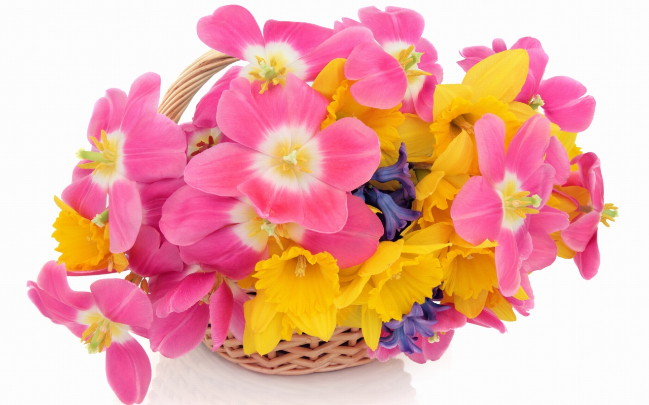 Sfondi Indoor Basket of Tulips and Daffodils 1280x800