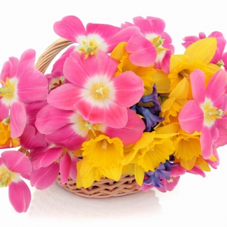 Indoor Basket of Tulips and Daffodils papel de parede para celular para 208x208