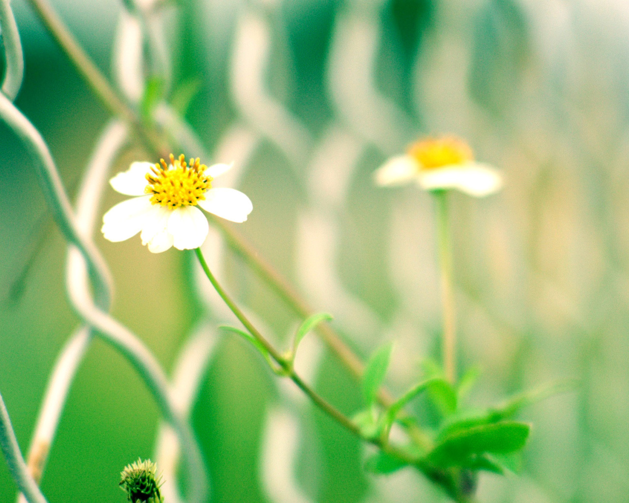 Macro flowers and Fence screenshot #1 1280x1024