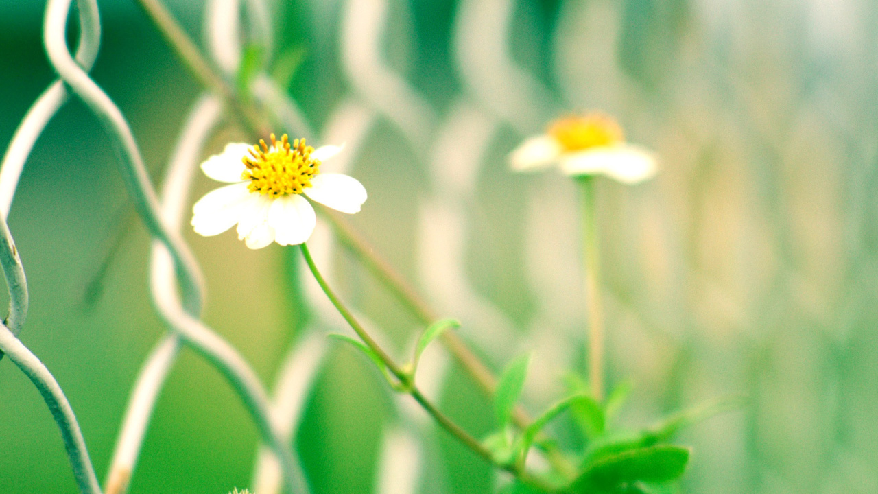 Macro flowers and Fence screenshot #1 1280x720