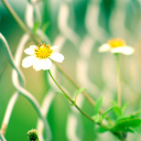 Обои Macro flowers and Fence 128x128