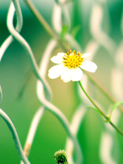 Macro flowers and Fence wallpaper 240x320