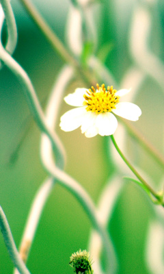 Macro flowers and Fence screenshot #1 240x400