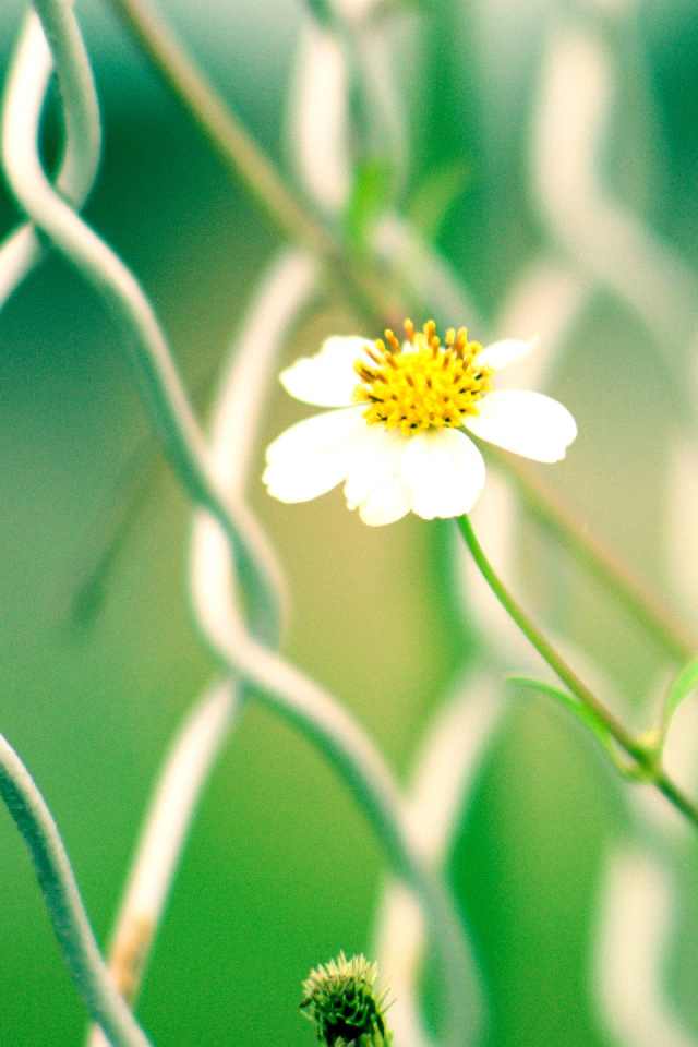 Macro flowers and Fence wallpaper 640x960