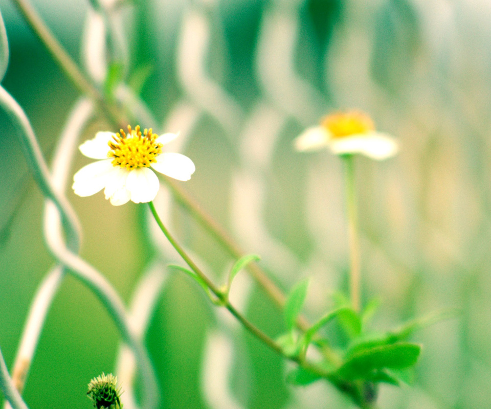 Macro flowers and Fence screenshot #1 960x800