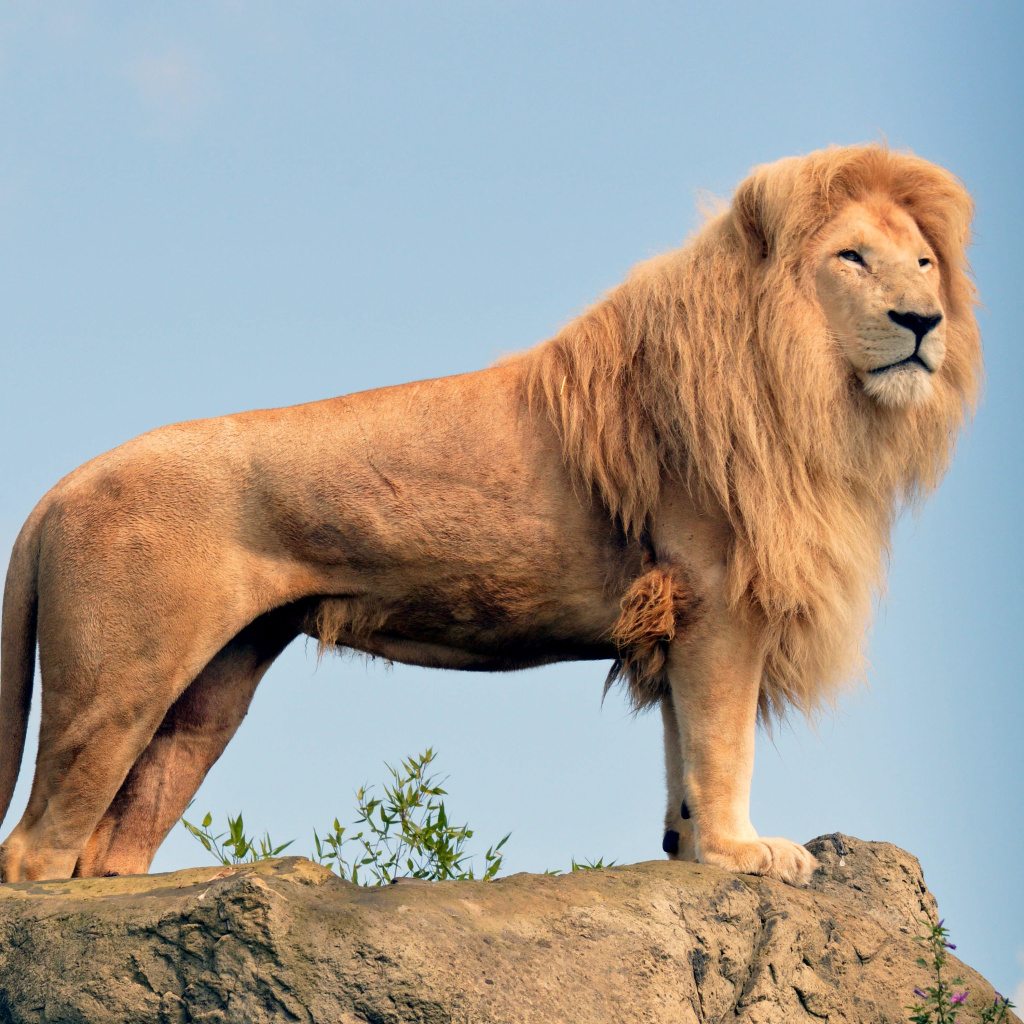 Lion in Gir National Park wallpaper 1024x1024