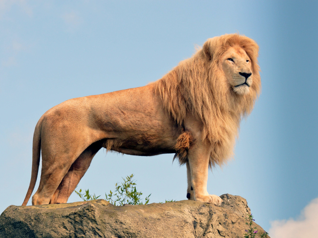 Fondo de pantalla Lion in Gir National Park 1024x768