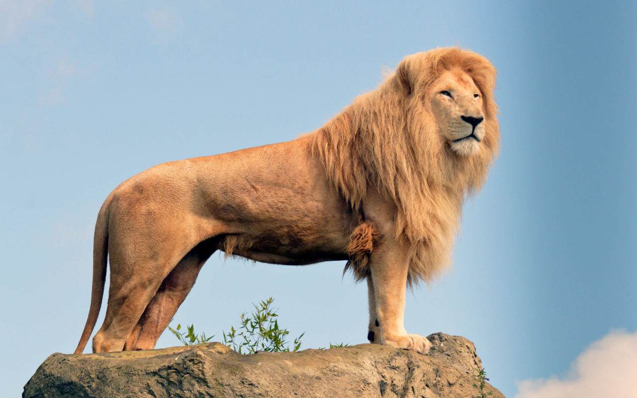 Fondo de pantalla Lion in Gir National Park 1280x800