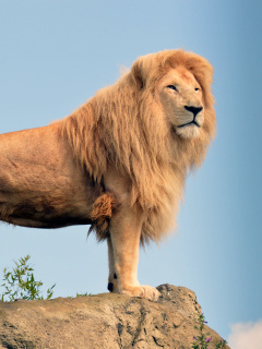 Lion in Gir National Park wallpaper 240x320