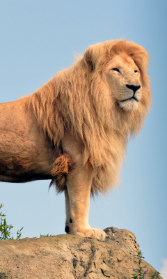 Lion in Gir National Park wallpaper 240x400