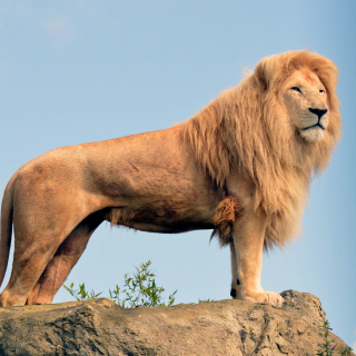 Lion in Gir National Park papel de parede para celular para iPad mini 2