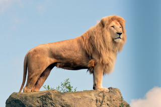 Lion in Gir National Park Wallpaper for Android, iPhone and iPad