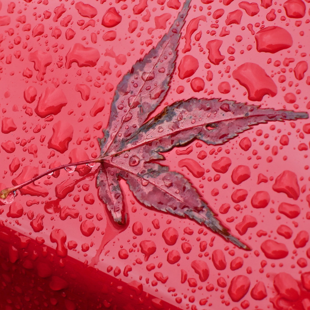 Screenshot №1 pro téma Rainy Red Autumn 1024x1024