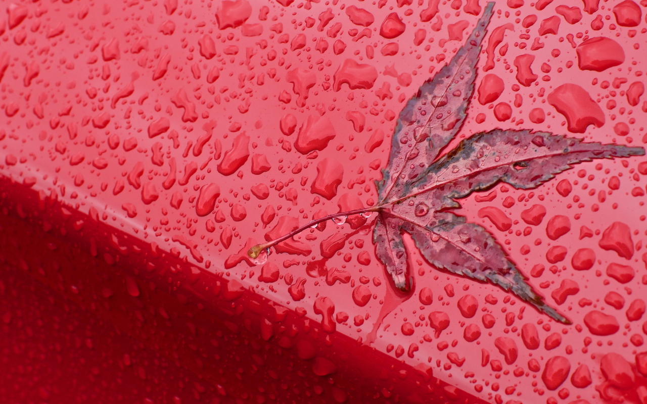 Screenshot №1 pro téma Rainy Red Autumn 1280x800