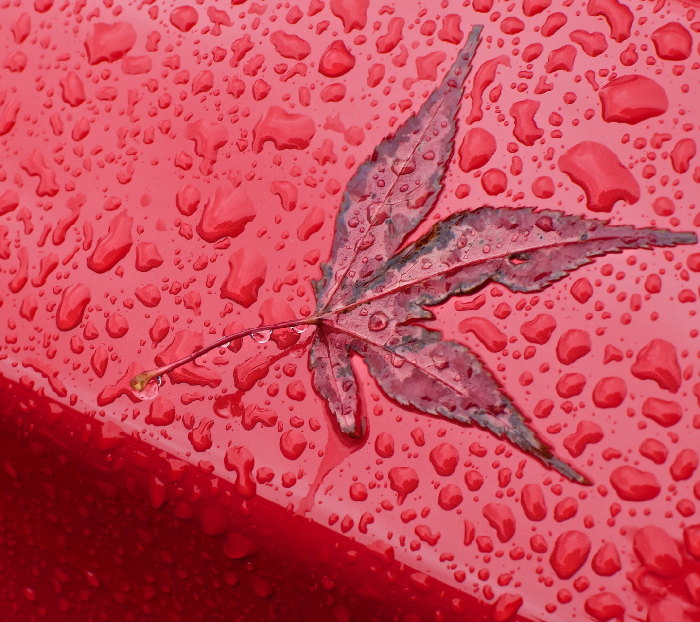 Fondo de pantalla Rainy Red Autumn 1440x1280