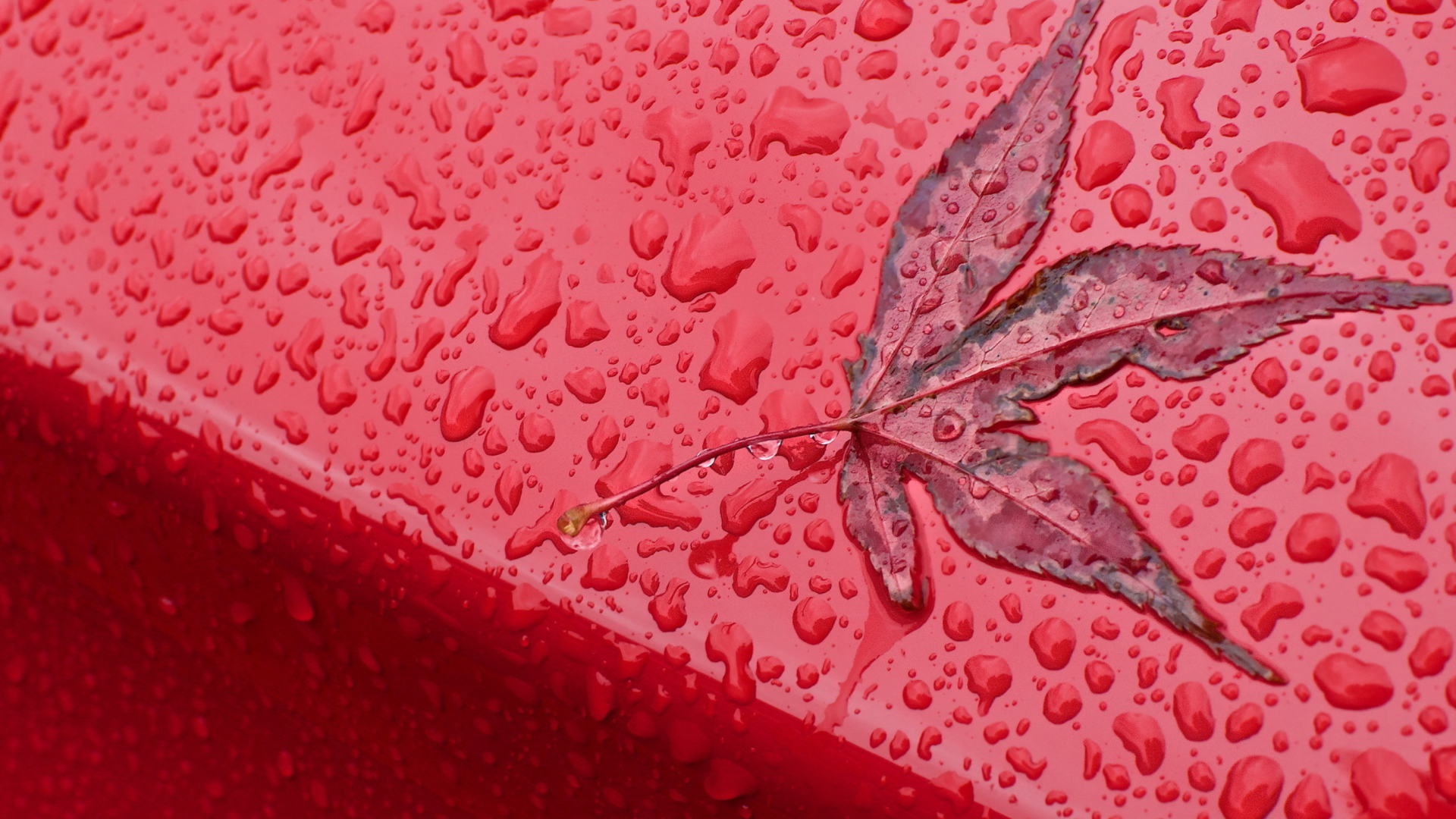 Screenshot №1 pro téma Rainy Red Autumn 1920x1080