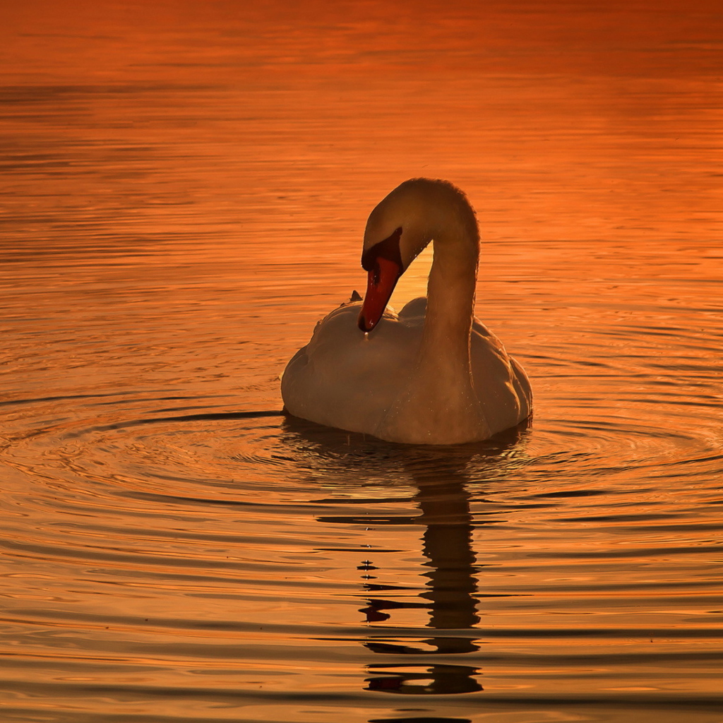 Обои White Swan At Golden Sunset 1024x1024