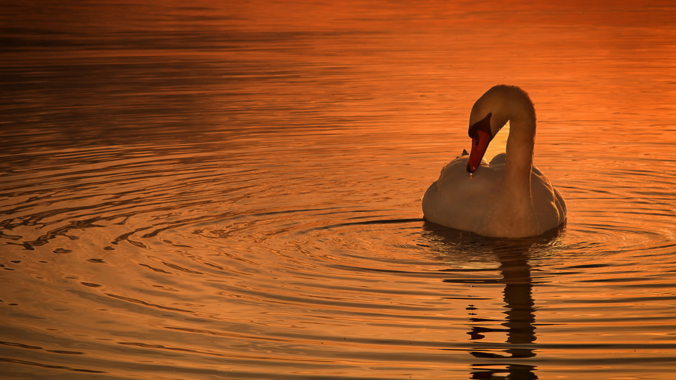 Fondo de pantalla White Swan At Golden Sunset 1366x768