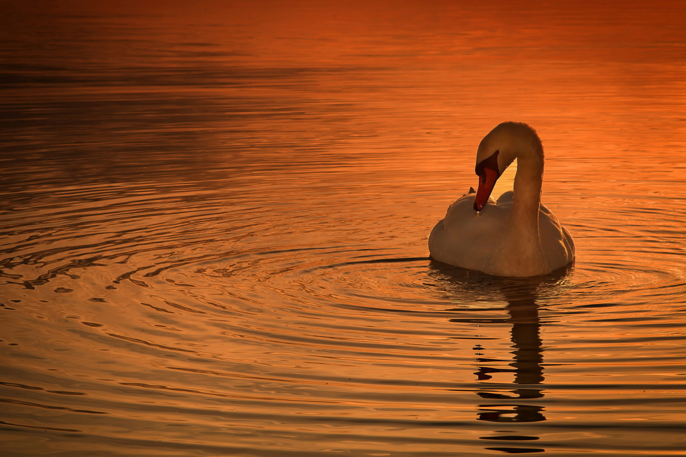 White Swan At Golden Sunset wallpaper 2880x1920