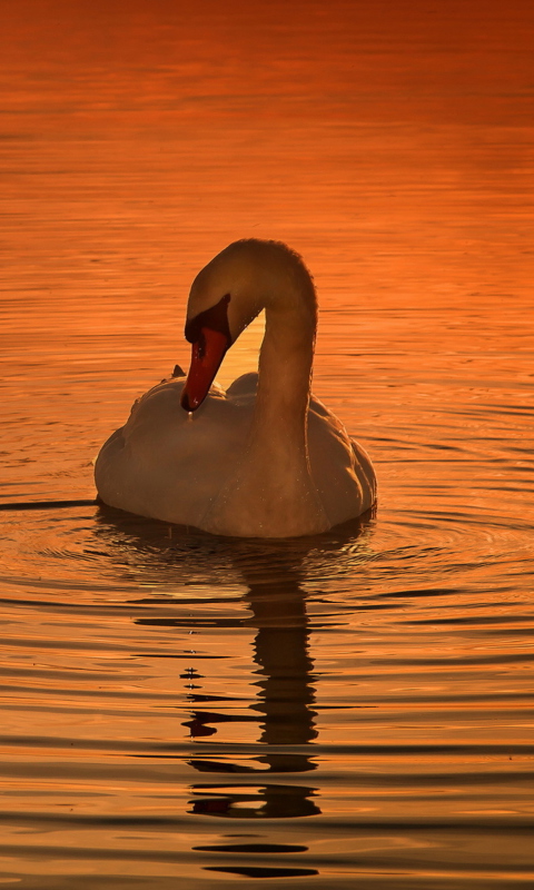 Fondo de pantalla White Swan At Golden Sunset 480x800