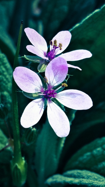 Flower screenshot #1 360x640