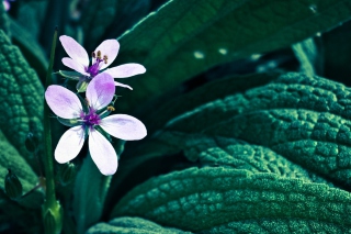 Flower - Obrázkek zdarma pro Sony Xperia E1