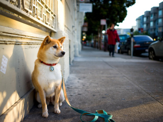 Fondo de pantalla Akita Puppy 320x240