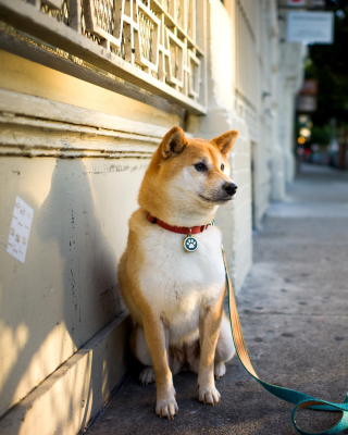 Akita Puppy - Obrázkek zdarma pro iPhone 6