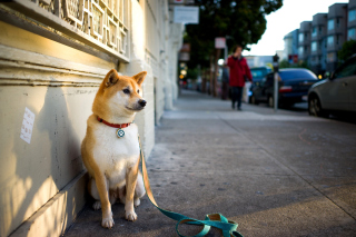 Akita Puppy - Obrázkek zdarma pro Samsung Galaxy Q