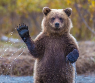 Grizzly Bear - Obrázkek zdarma pro iPad 3