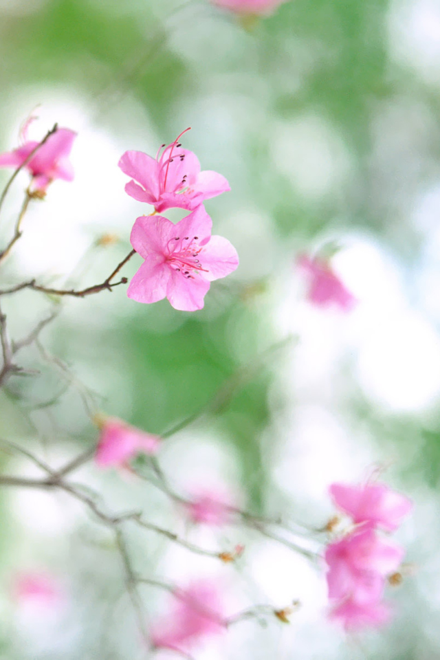 Sfondi Pink Blossom 640x960