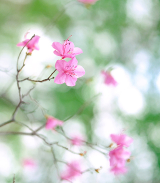 Pink Blossom - Obrázkek zdarma pro 240x320