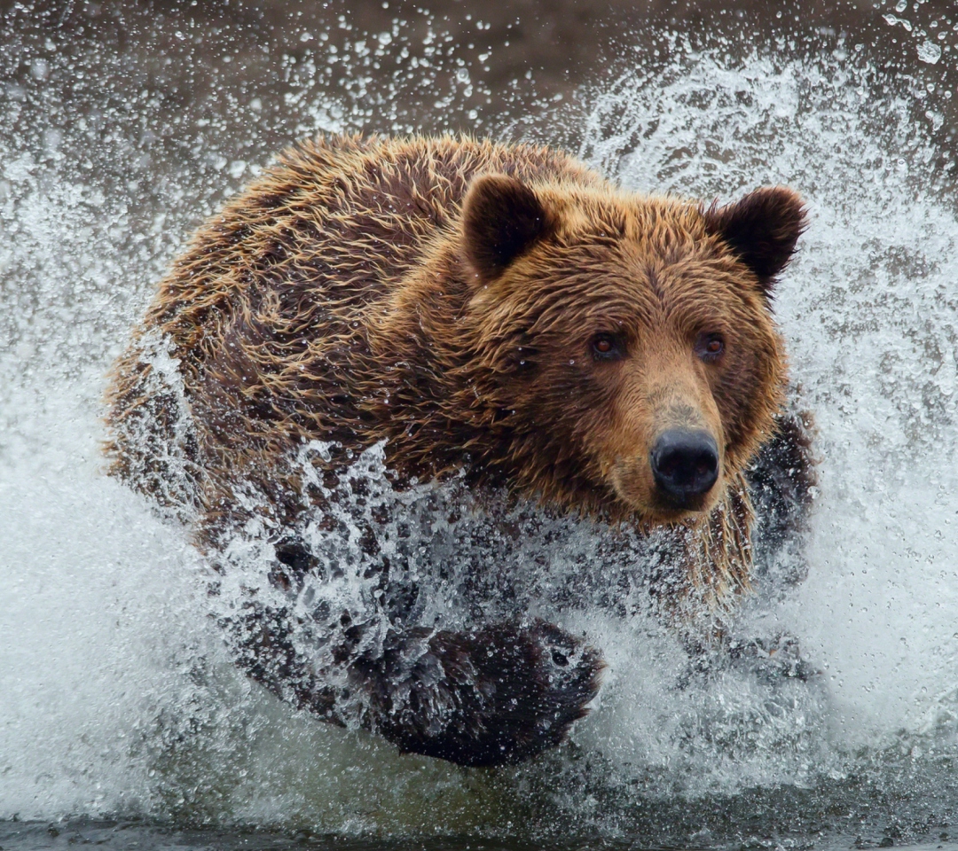 Das Bear In Water Wallpaper 1080x960