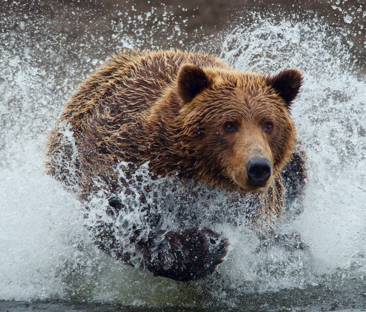 Bear In Water wallpaper 1200x1024