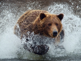 Das Bear In Water Wallpaper 320x240