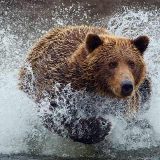 Kostenloses Bear In Water Wallpaper für 1024x1024