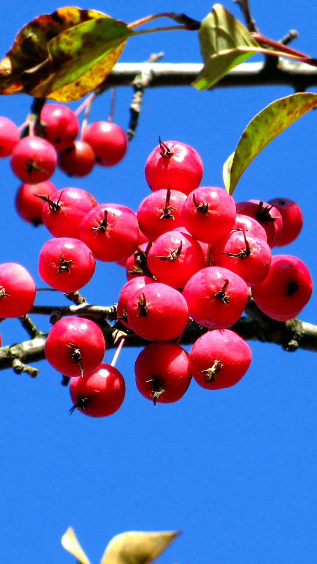 Обои Red Berries 1080x1920