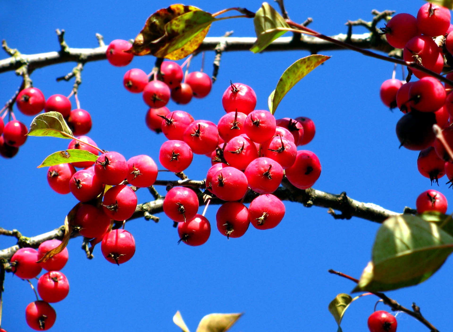 Sfondi Red Berries 1920x1408