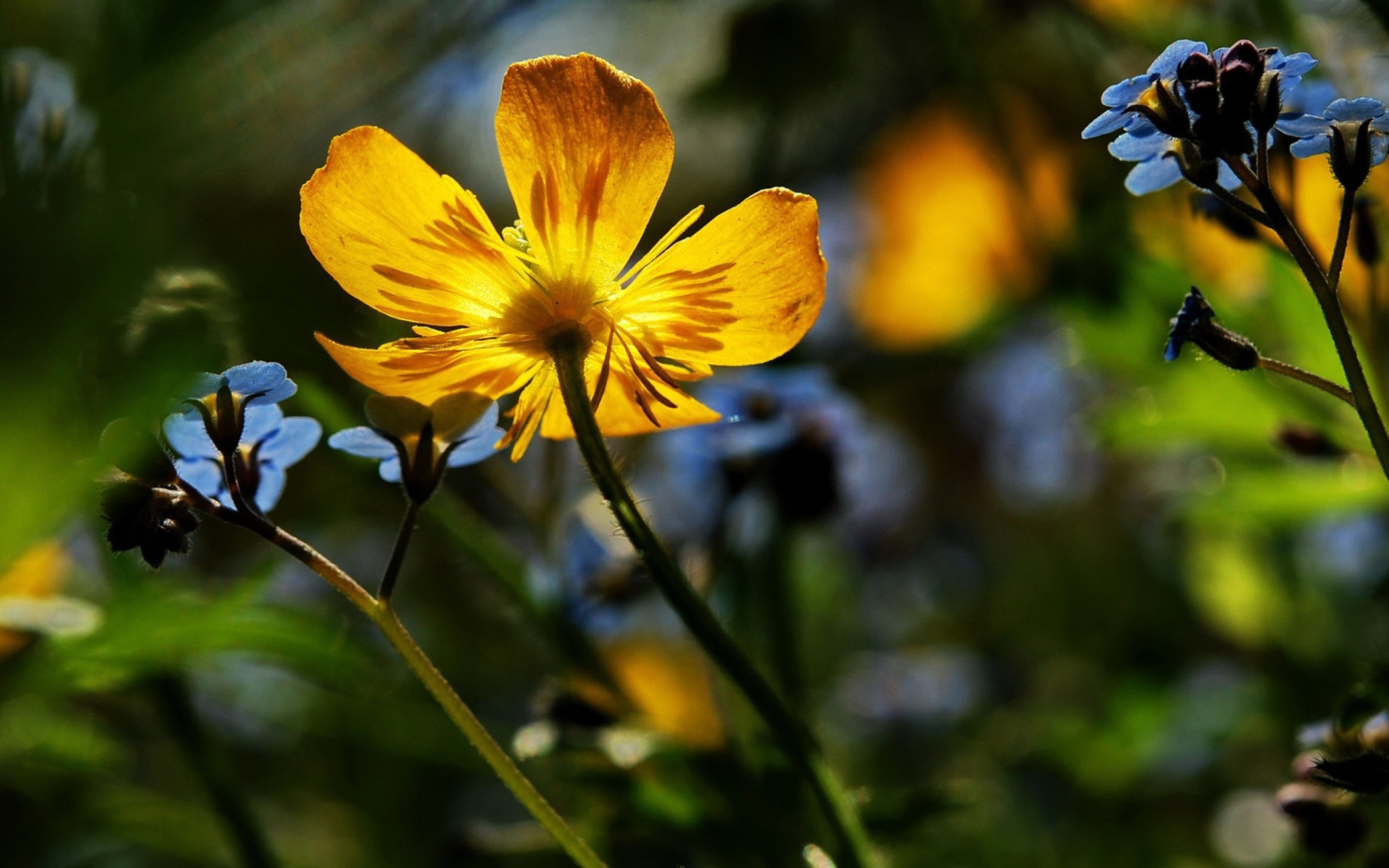 Обои Yellow Flower Close Up 1680x1050