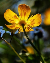 Sfondi Yellow Flower Close Up 176x220