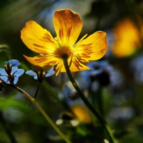 Yellow Flower Close Up wallpaper 208x208